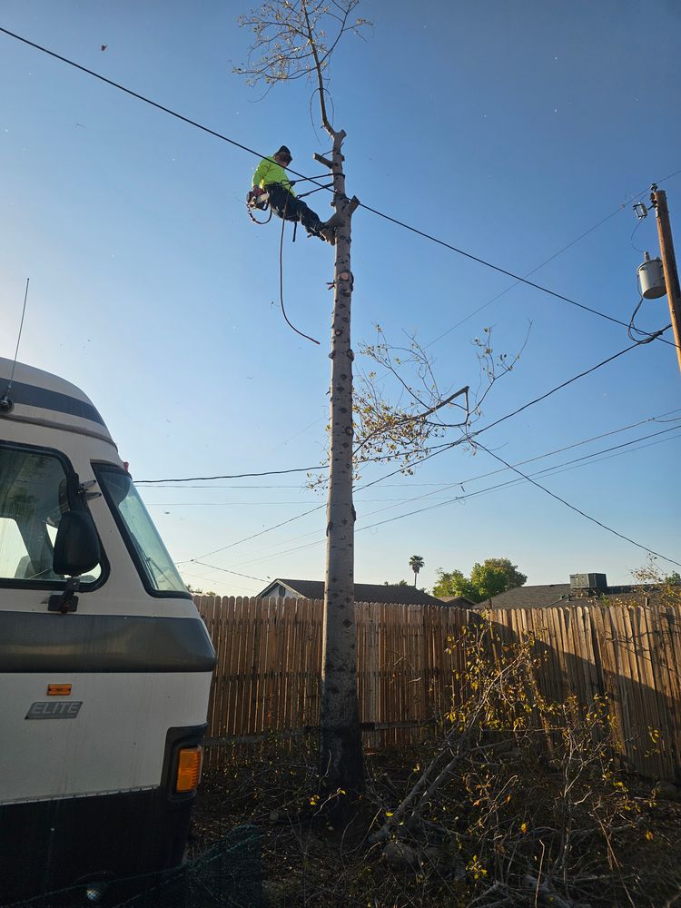 All Photos for T's Tree Service and Firewood in Apache Junction, AZ