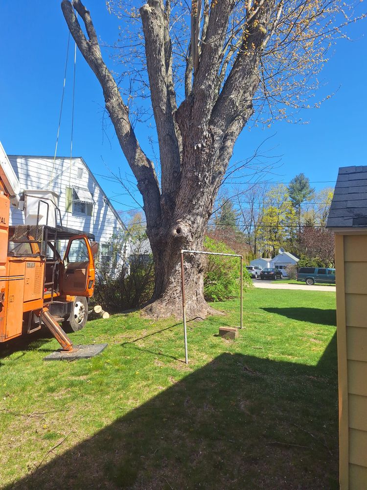 Tree Removal for Mitchell's Tree Service in North Brookfield, MA