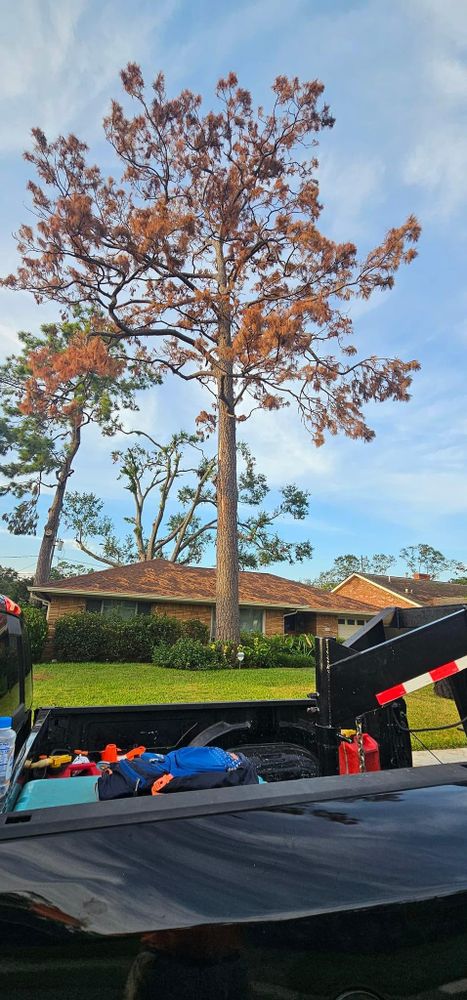 All Photos for Servin's Tree Care  in Houston, TX