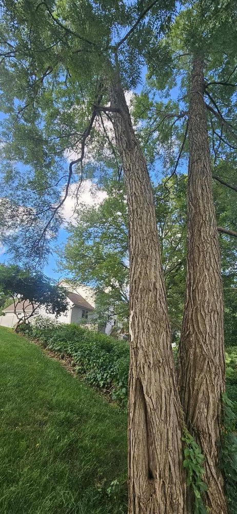 All Photos for Highborn Tree Service in Wheatfield, IN