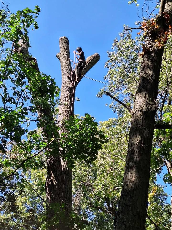 All Photos for Highborn Tree Service in Wheatfield, IN