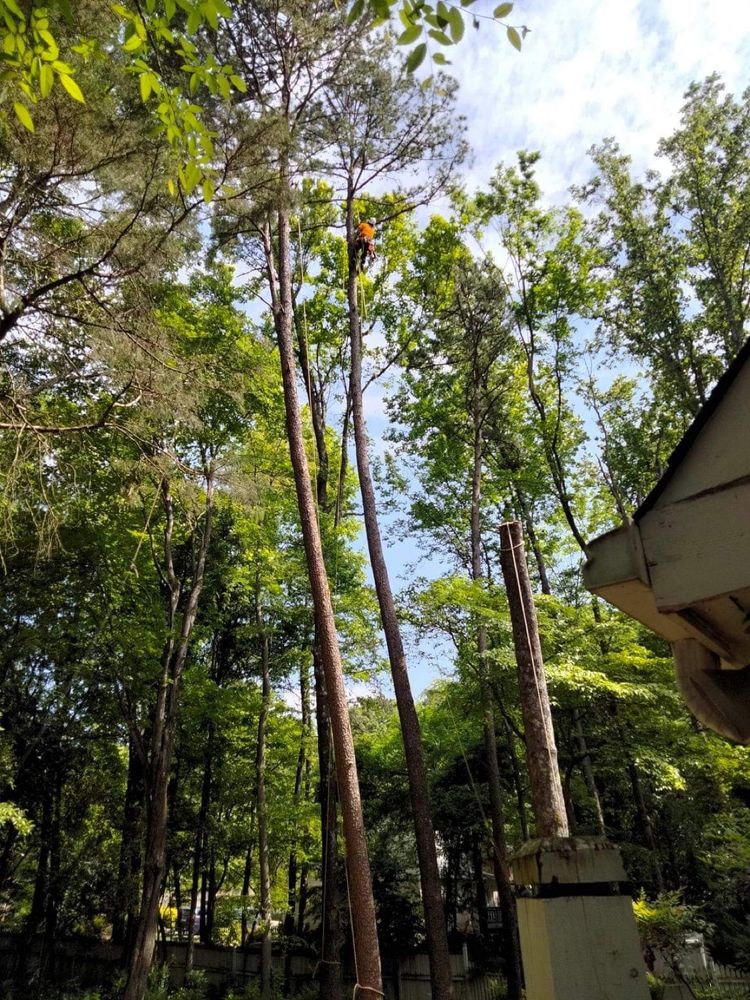 All Photos for Stem Tree Service in Belmont, NC