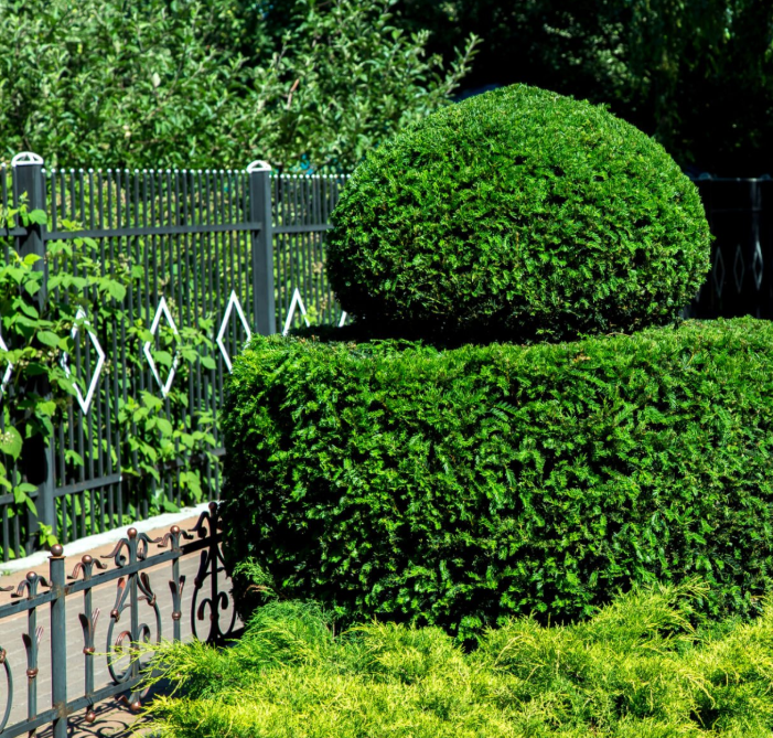 Enhance your home's landscape with our expert Tree & Shrub Care service, ensuring healthy growth, meticulous pruning, and protection against pests for a vibrant and enduring outdoor environment. for C + C Landscaping in Chesterfield, VA