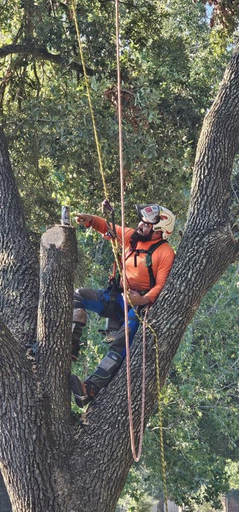 All Photos for Servin's Tree Care  in Houston, TX