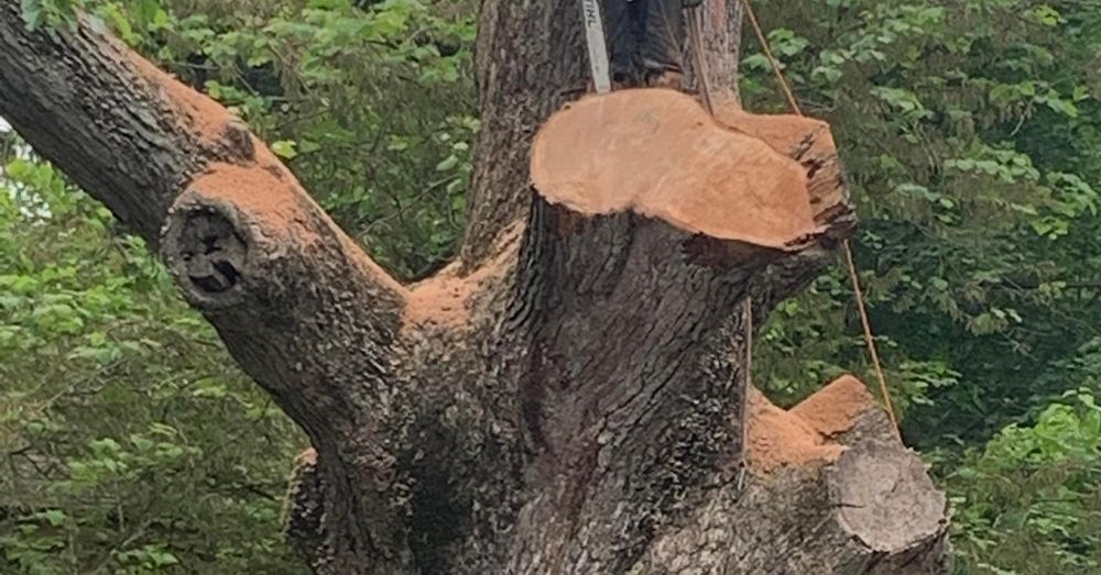 Our Tree Removal service offers safe and efficient removal of unwanted or hazardous trees, enhancing your property's safety and appearance while ensuring minimal disruption to your home and landscape. for Jason's Tree Service in Marlton, NJ