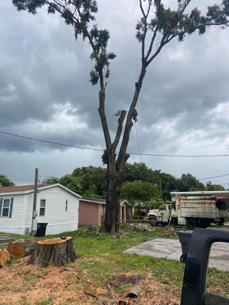 Fall and Spring Clean Up for Efficient and Reliable Tree Service in Lake Wales, FL