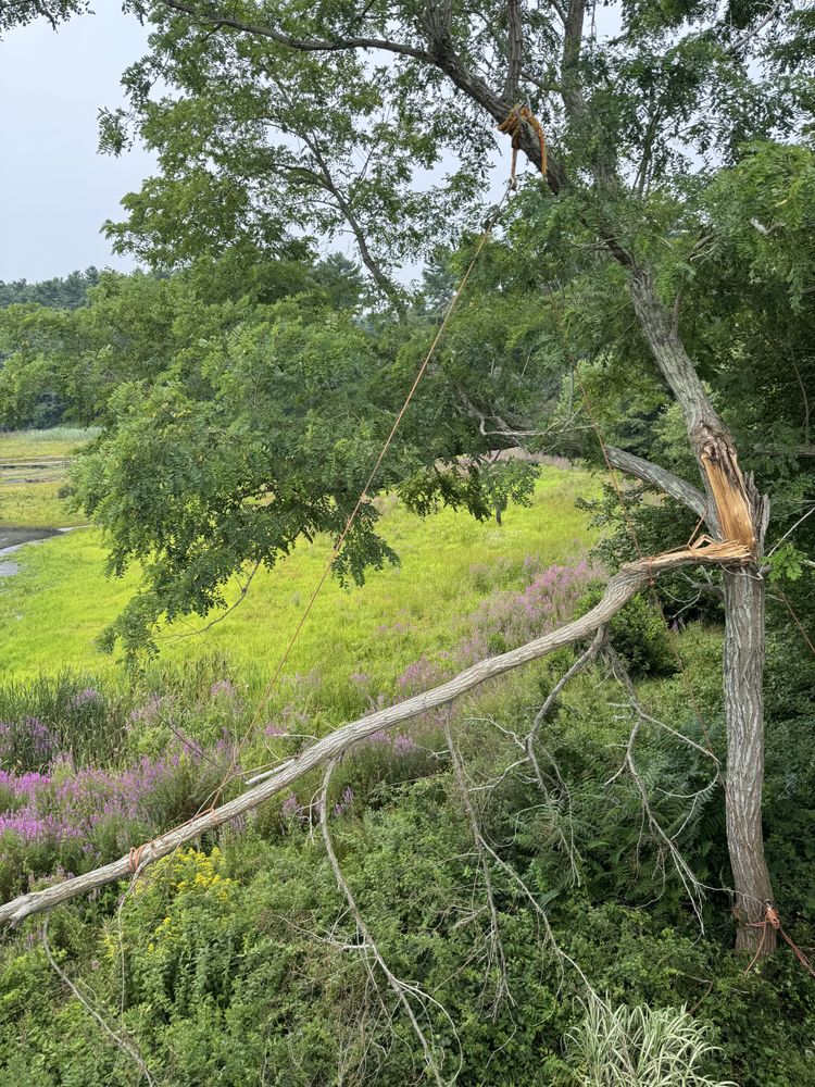 Storm Clean-up for Robery's Tree Service in West Wareham, MA