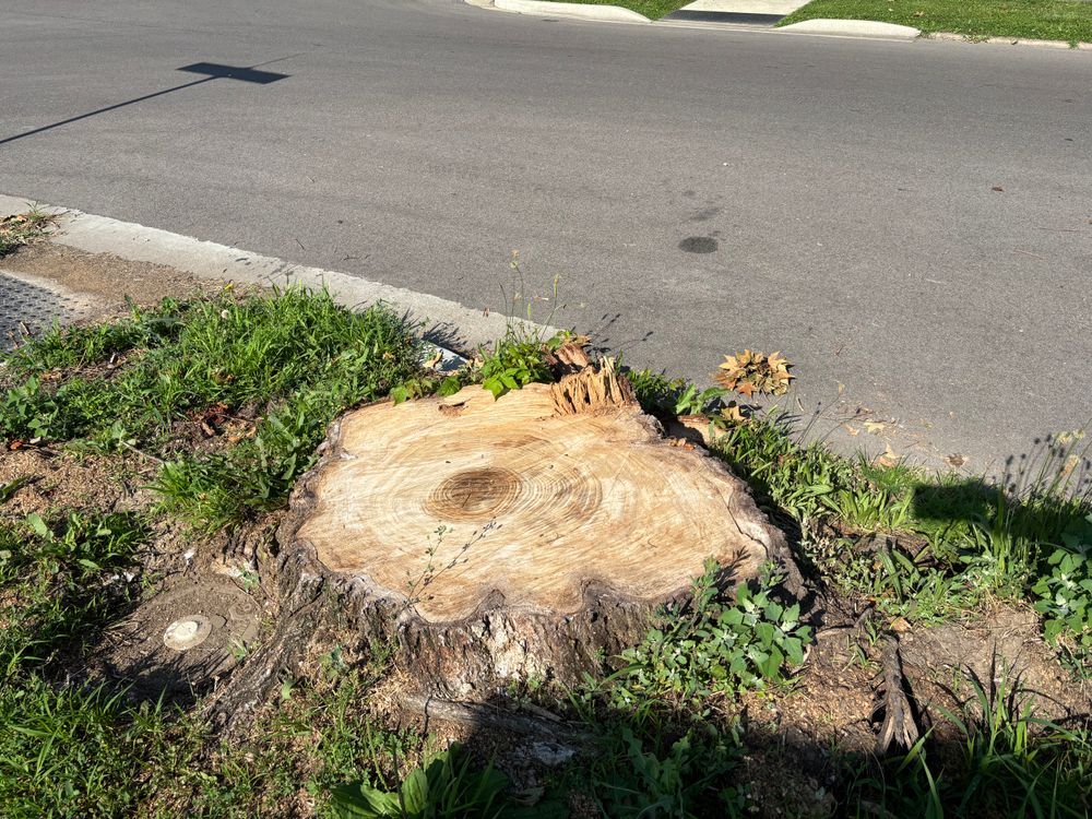 All Photos for Conrad's Stump Removal in Columbus, IN