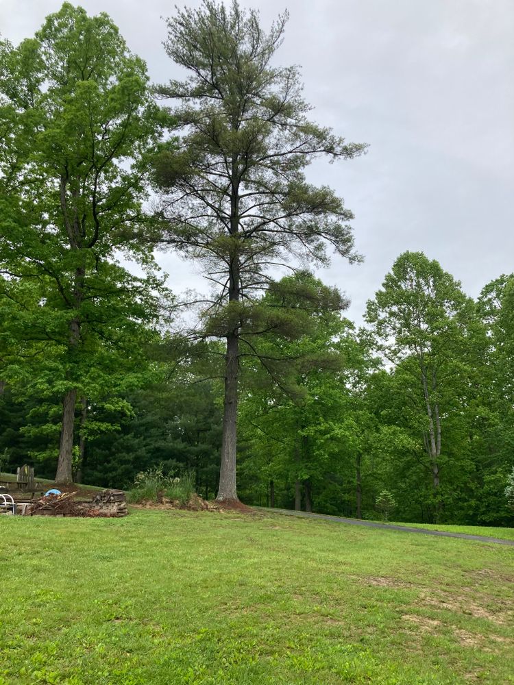 All Photos for Houtz Tree Service in Lexington, KY