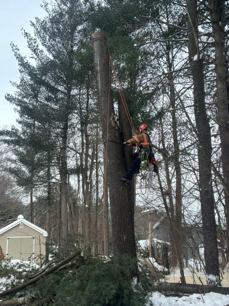 All Photos for T's Trees in Albany, NY