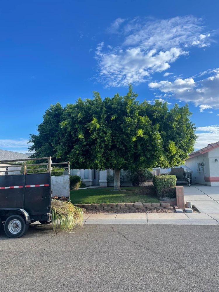 All Photos for Oliver L. Palm & Tree services in Yuma County, AZ