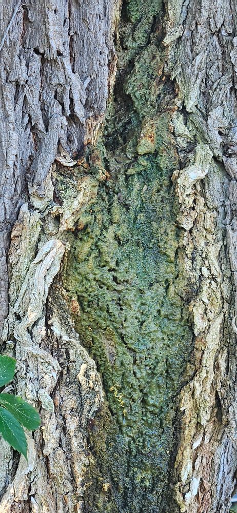 All Photos for Highborn Tree Service in Wheatfield, IN