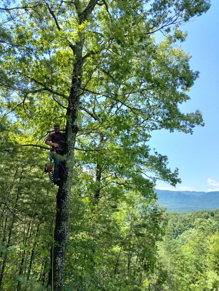 All Photos for Wade's Family Tree Service in Townsend, TN