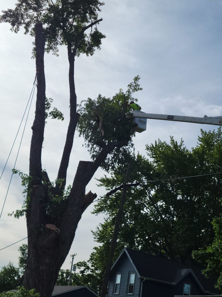 Tree Removal for Olson Tree Service, Inc in Winnebago County, IL