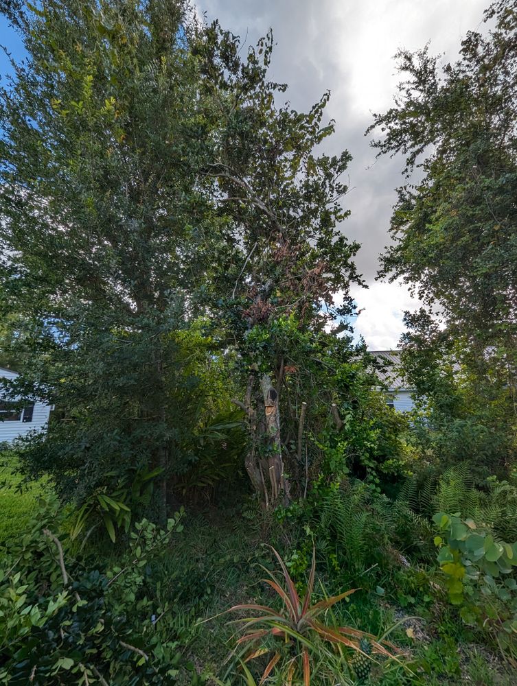 All Photos for Regal Tree Service and Stump Grinding in Wauchula, FL