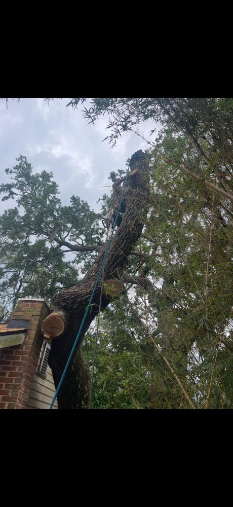 All Photos for Hawkins Tree Service & Land Management in Richmond Hill, GA