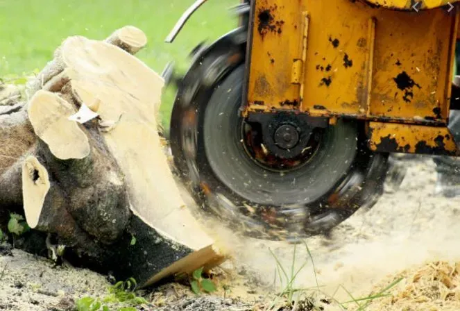 Our stump grinding service efficiently removes tree stumps, enhancing your landscape's appearance and safety. Our expert team ensures precise grinding, leaving a clean space ready for new planting or landscaping projects. for Bay Area Bobcat in Riverview, FL