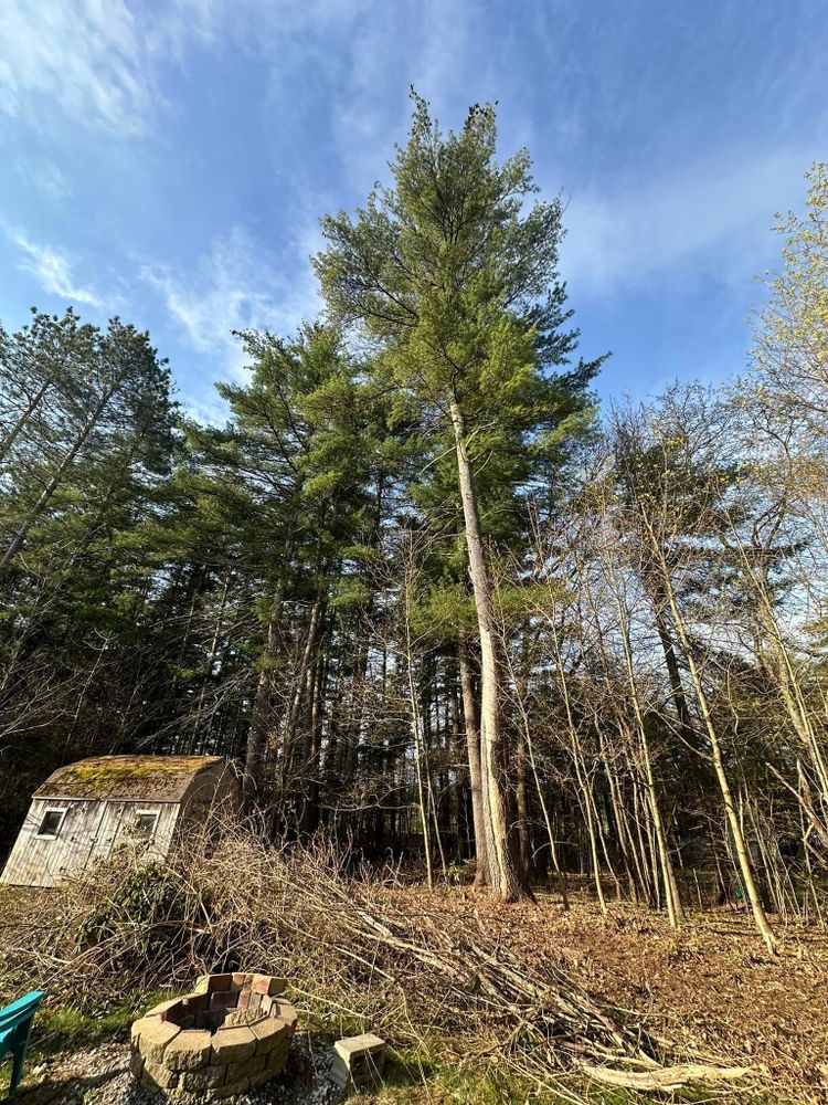 Our Tree Pruning service helps maintain the health, appearance, safety, & structural integrity of your trees by removing dead or damaged branches & promoting proper growth for a beautiful landscape. for Leaf and Limb in Townsend, MA