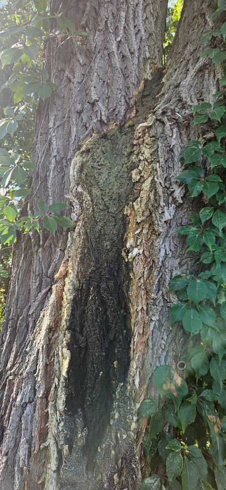 All Photos for Highborn Tree Service in Wheatfield, IN