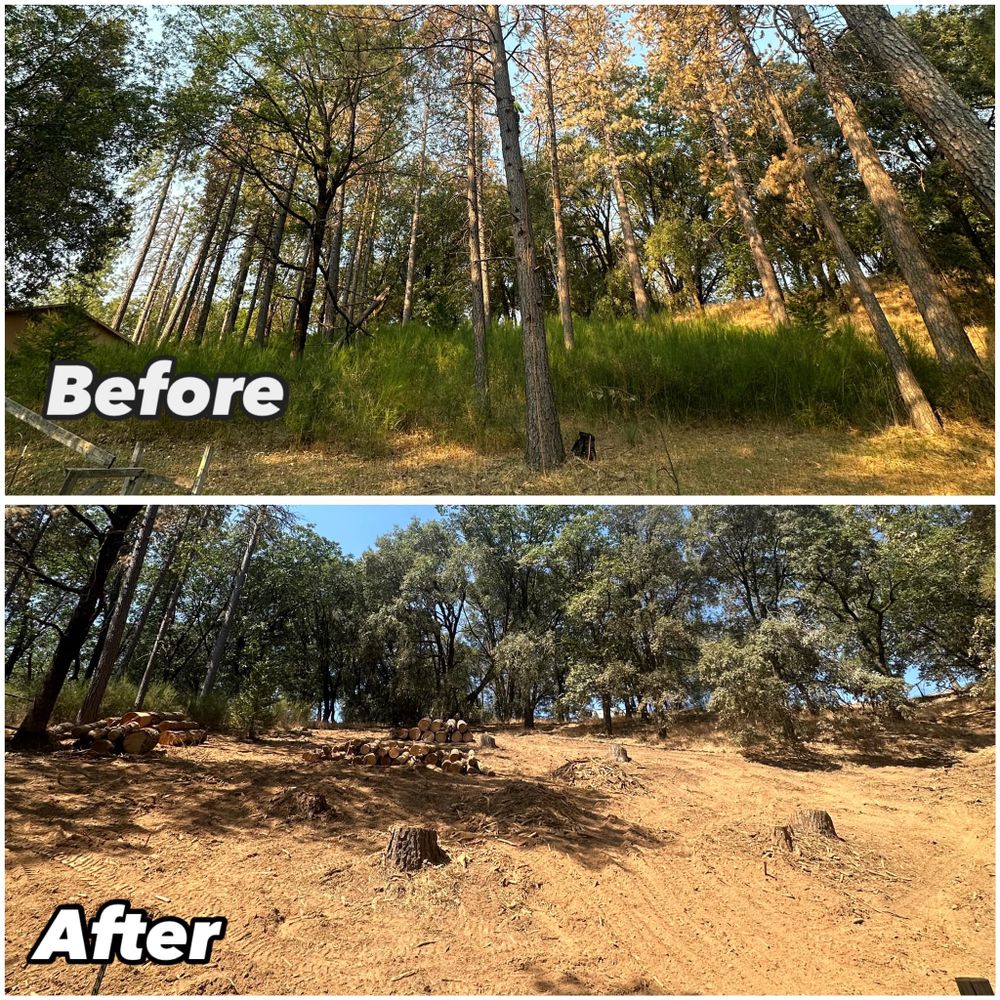 Tree Removal for Tyco Forest Management in Placerville, CA