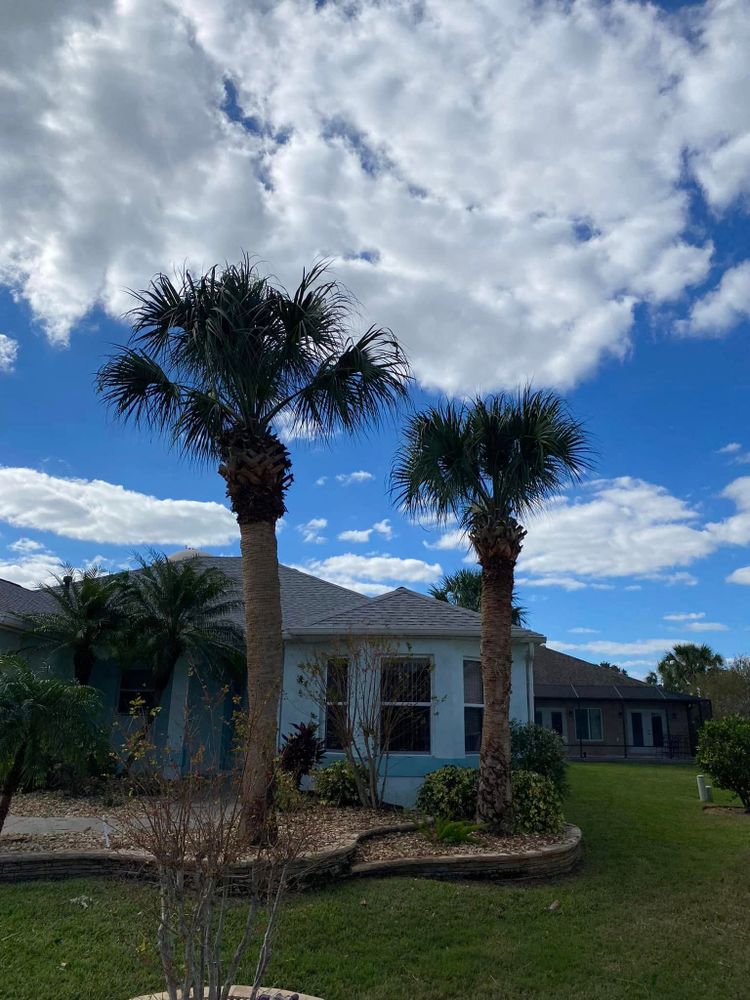 Our professional palm trimming service ensures healthy, beautiful palms by removing dead fronds and preventing pests, enhancing your landscape's appearance while promoting safe growth for a pristine outdoor space. for Bob's Mow n GO LLC in Lady Lake, FL