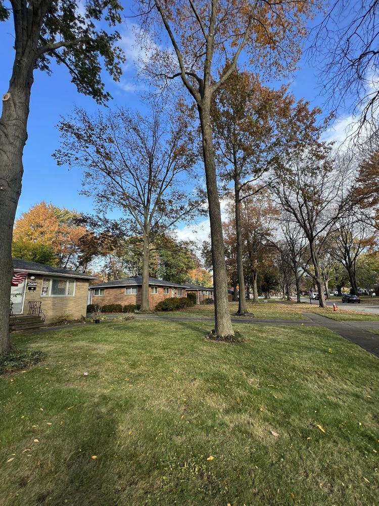 Tree Removal for Down To Earth Tree Service, LLC in Olmsted Falls, OH
