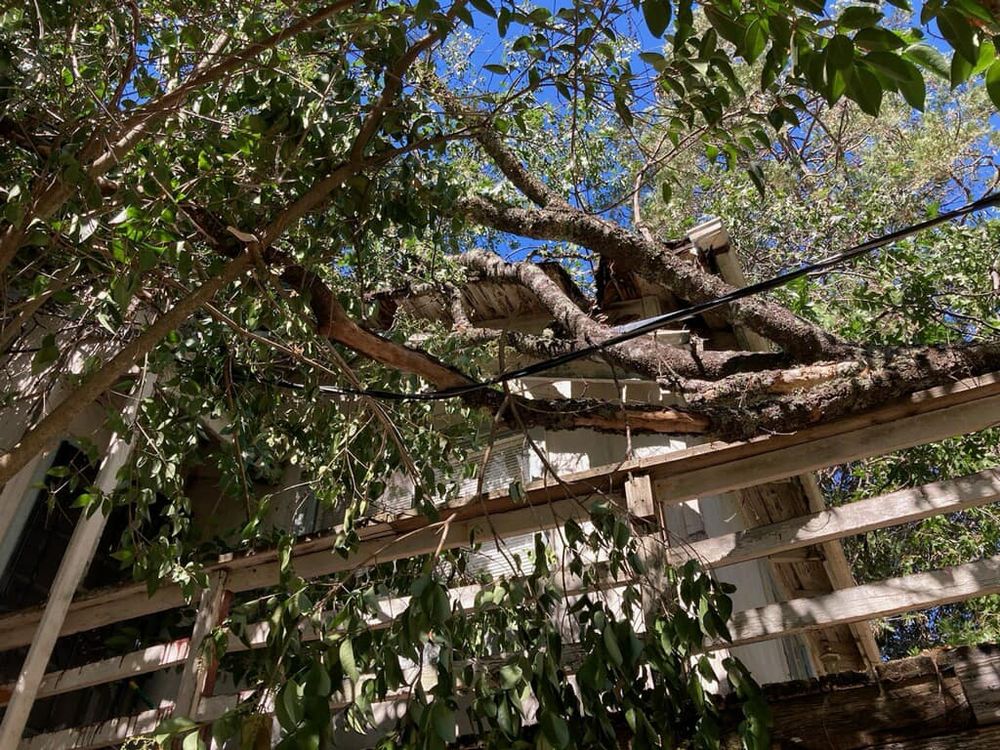 Tree Removal for Sammy's Tree Services in Rancho Cordova, CA