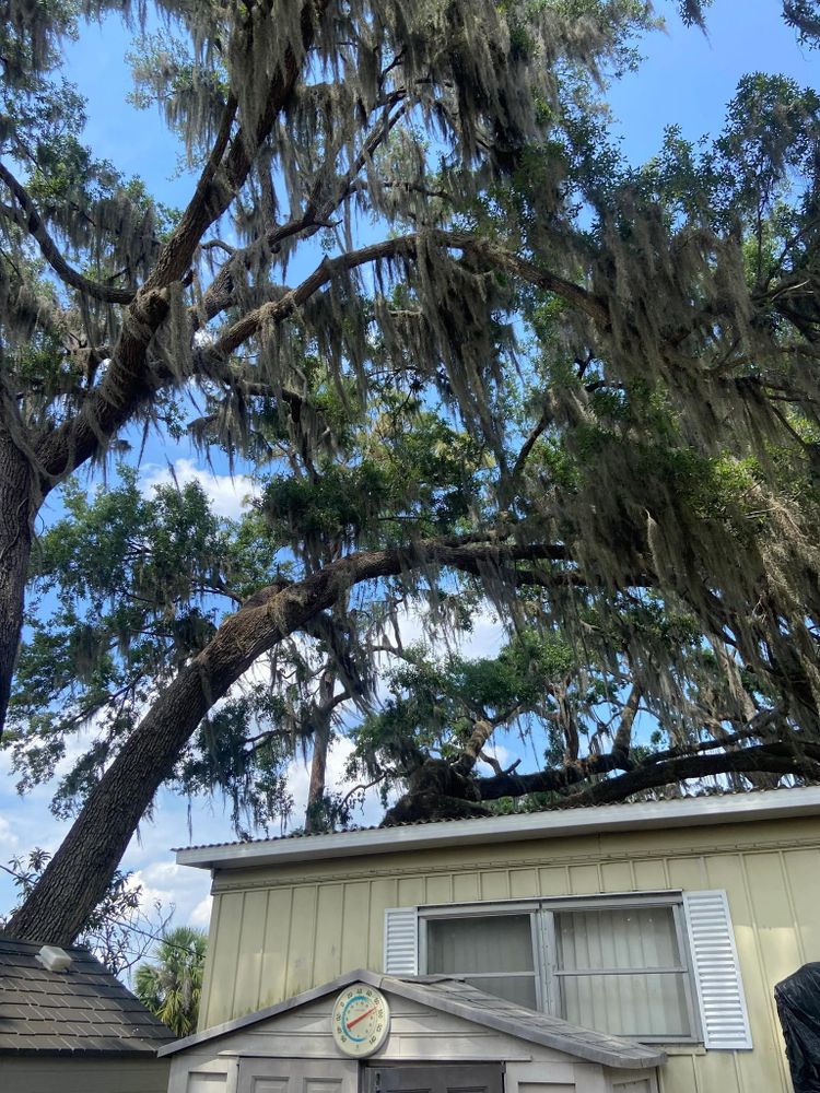 All Photos for Efficient and Reliable Tree Service in Lake Wales, FL