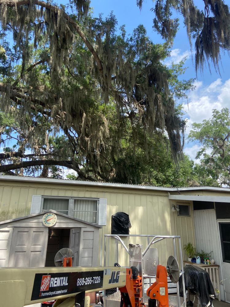 Tree Removal for Efficient and Reliable Tree Service in Lake Wales, FL