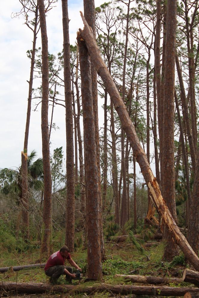 Tree Removal for American Tree Masters in Alvin, TX