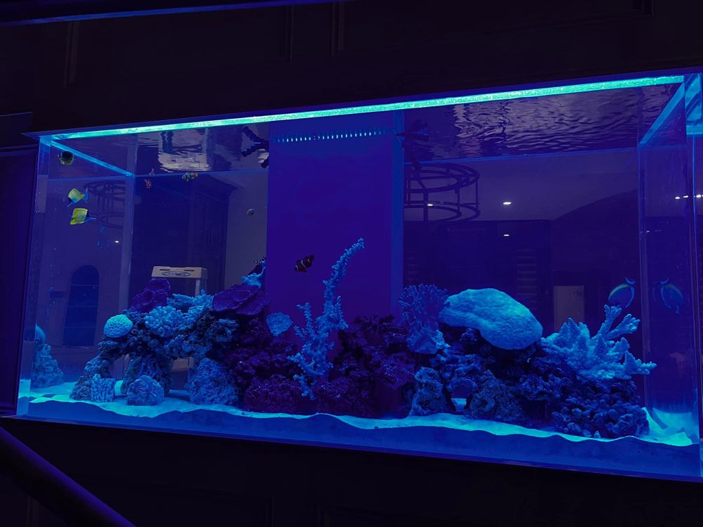 All Photos for Aquariums by Sharyn in The State of Florida, FL