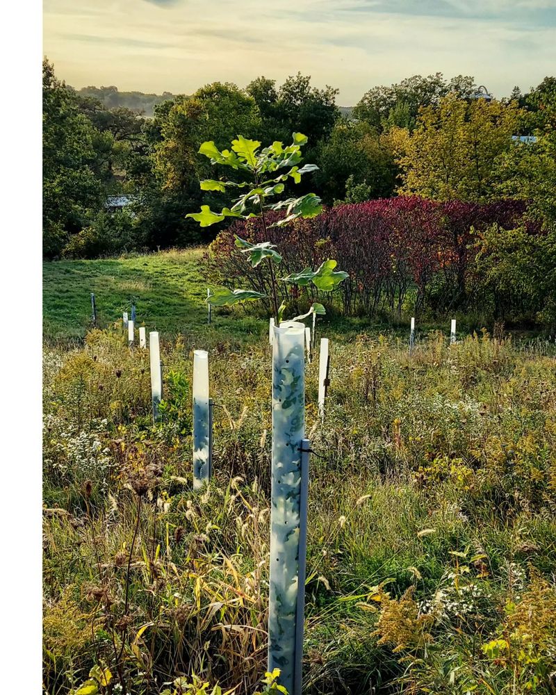 All Photos for Bluffside Forestry in Cedar Rapids, IA