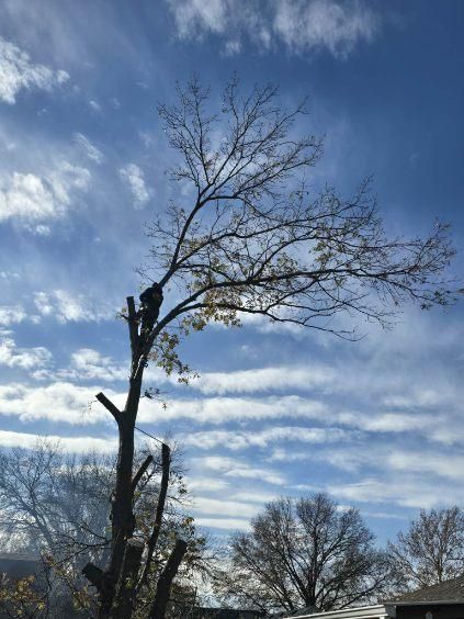 All Photos for Oklahoma Tree Guy in Bartlesville, OK