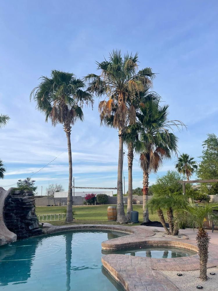 All Photos for Oliver L. Palm & Tree services in Yuma County, AZ