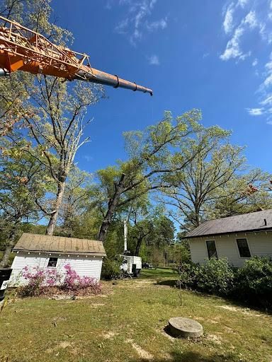 All Photos for Rawls Tree Care in Richmond, VA