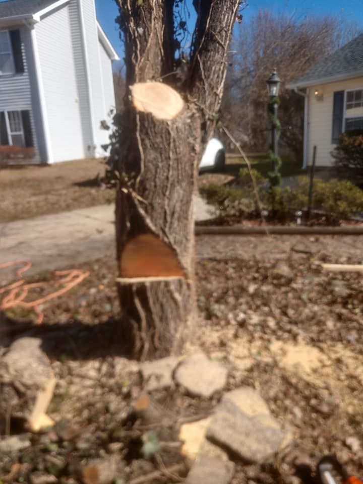 Tree Removal for Top Notch Lawn Care and Tree Removal in Mebane, NC