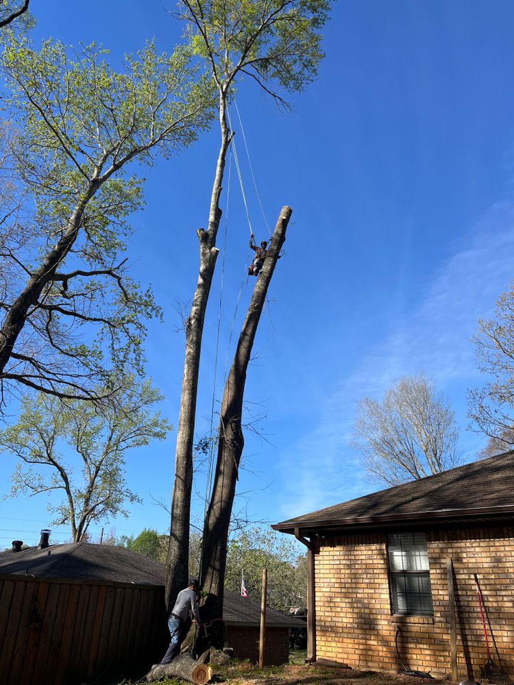 All Photos for JC Land and Tree Service in Kilgore, TX