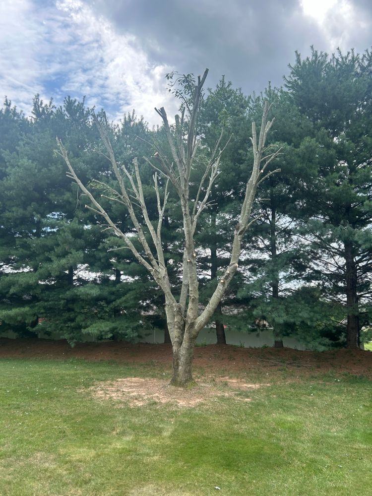 All Photos for Optimum Tree Service And Landscaping in Bowling Green, KY