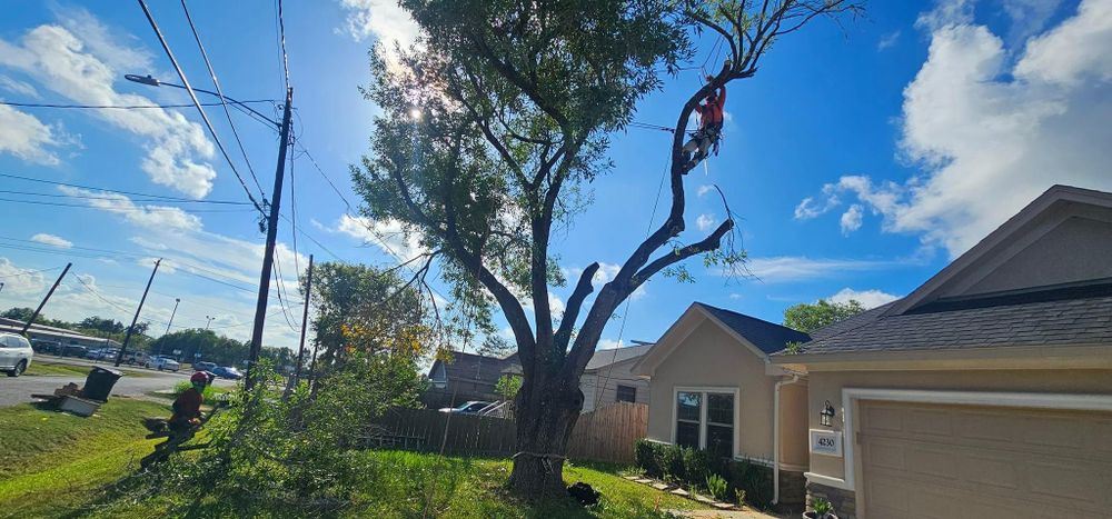 All Photos for Servin's Tree Care  in Houston, TX