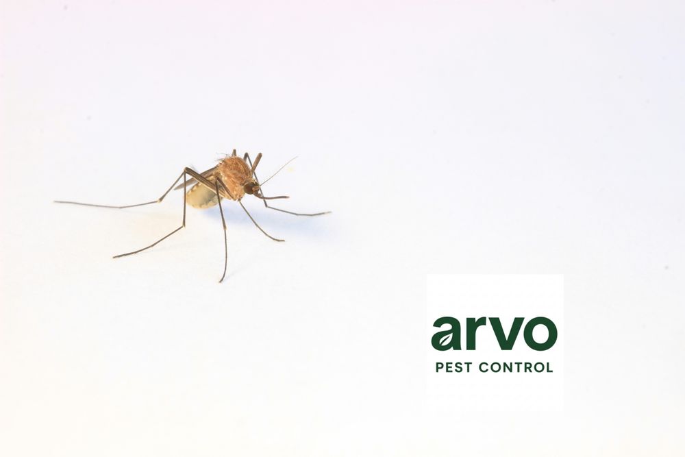 All Photos for Arvo Pest Control in Sandy, UT