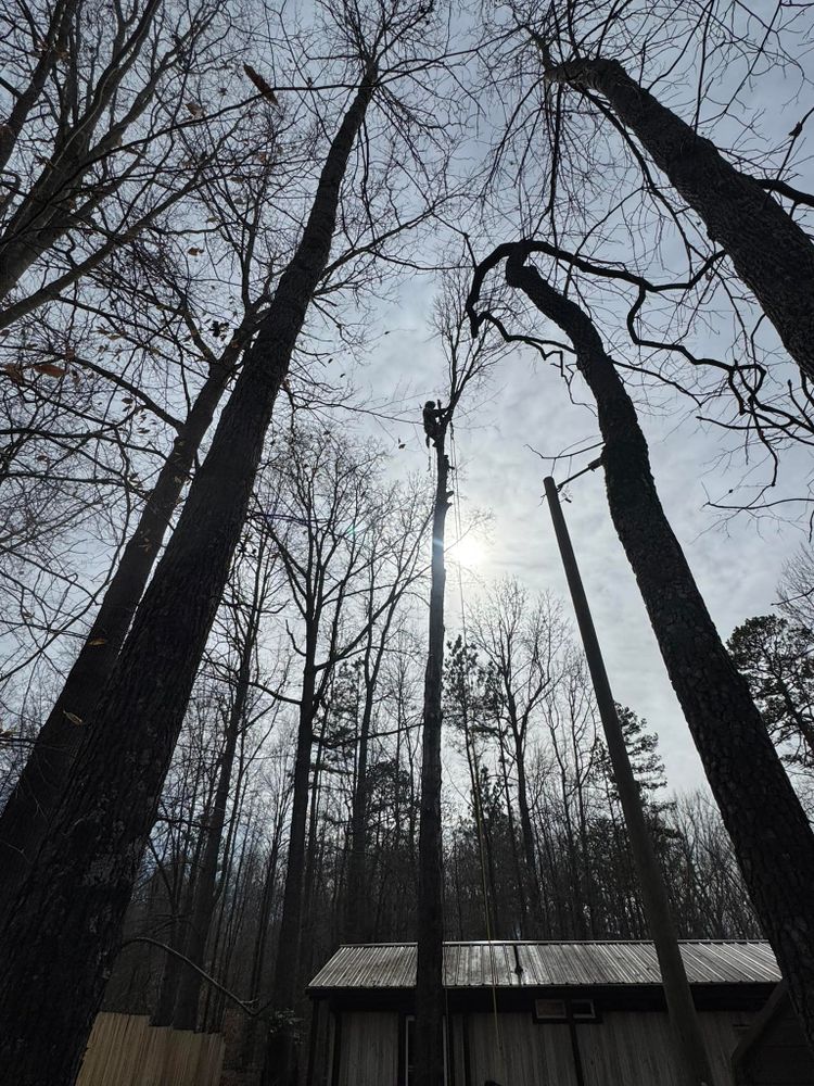 Enhance your property's beauty and safety with our professional tree trimming service, designed to promote healthy growth, remove hazardous branches, and maintain the perfect aesthetic for your landscape. for Meade tree service in Greensboro, NC