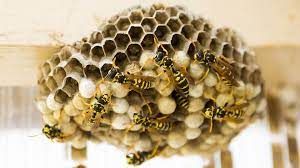 Pest Control Success Stories for Predator Pest Control in El Paso, TX