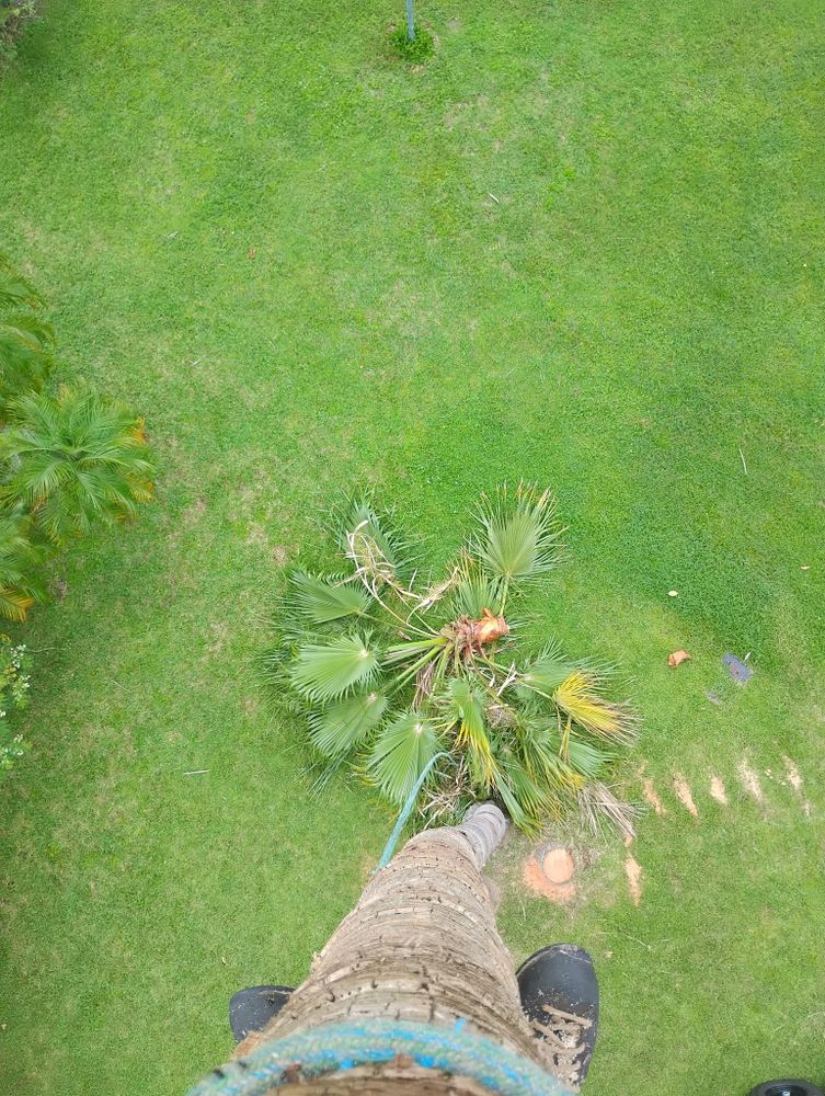 All Photos for Highlands Tree Service LLC in Avon Park, FL