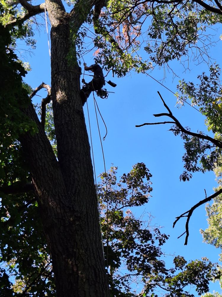 All Photos for Highborn Tree Service in Wheatfield, IN