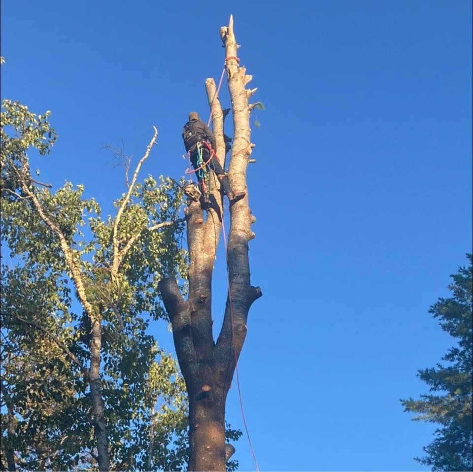 Our tree trimming service carefully removes overgrown, damaged, or hazardous branches to improve your trees’ health, appearance, and safety—helping protect your home while keeping your landscape beautiful and well-maintained. for J&Q Tree Service in Paradise, MI
