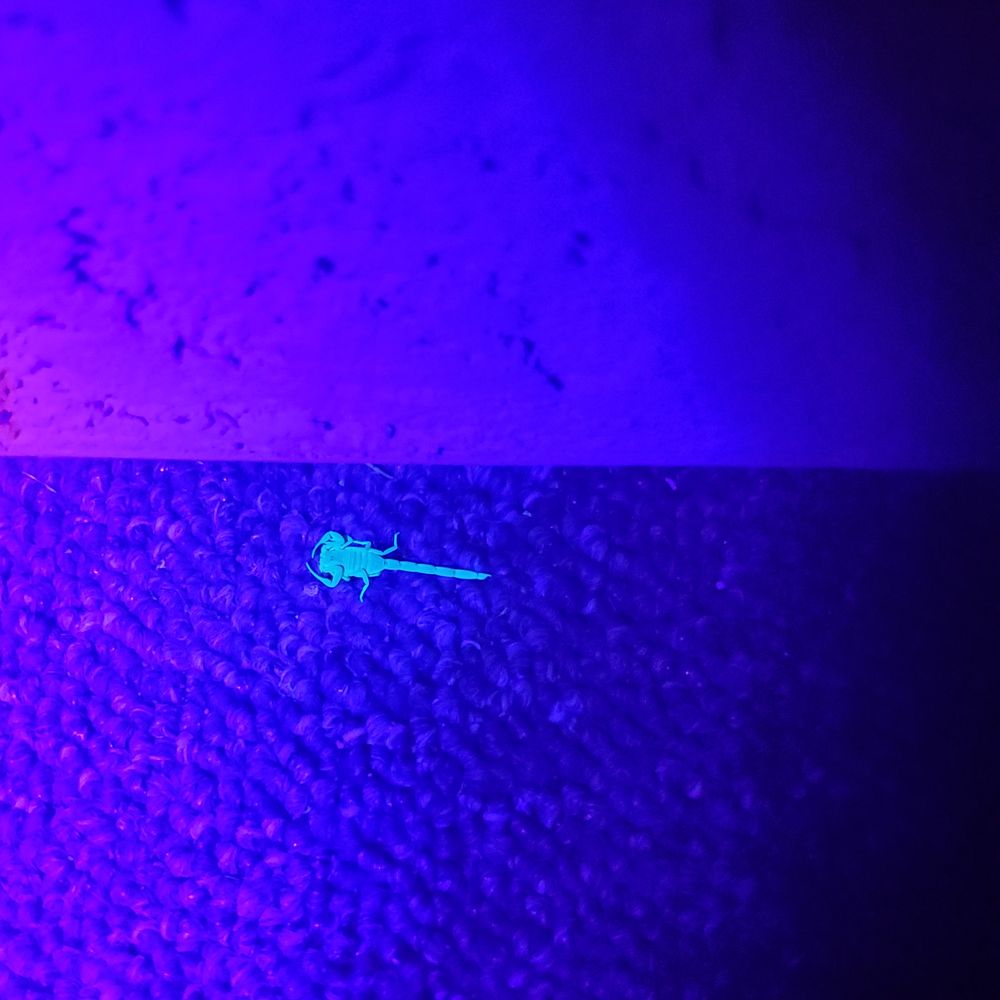 All Photos for Niko's Pest Control in Las Vegas, NV