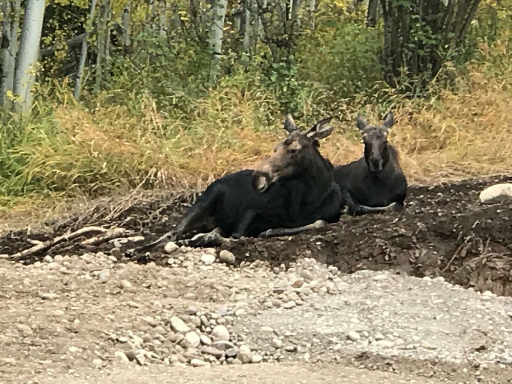 All Photos for Hansen Earth Works in Jackson, WY