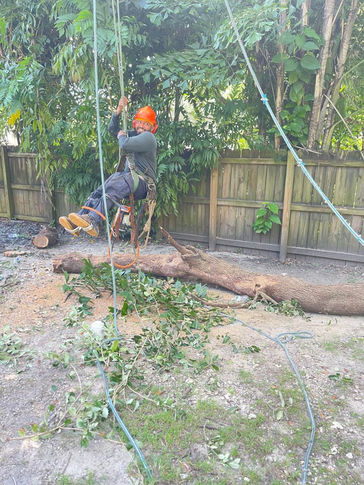 All Photos for Sam's Tree Service in Miami Beach,  FL