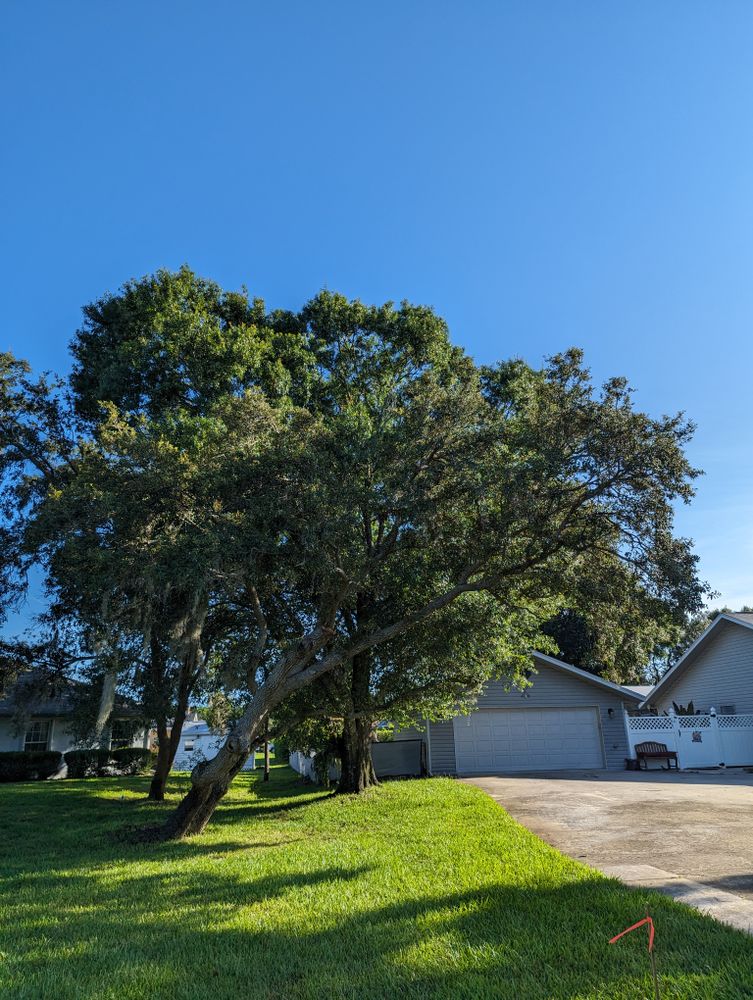 All Photos for Regal Tree Service and Stump Grinding in Wauchula, FL