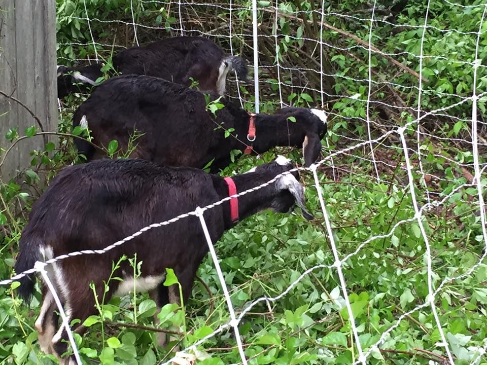 All Photos for Sam's Goatscapers of Boston in Boston, MA